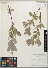 Foto von Salix glauca L.